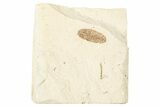 Fossil Leaf - France #254287-1